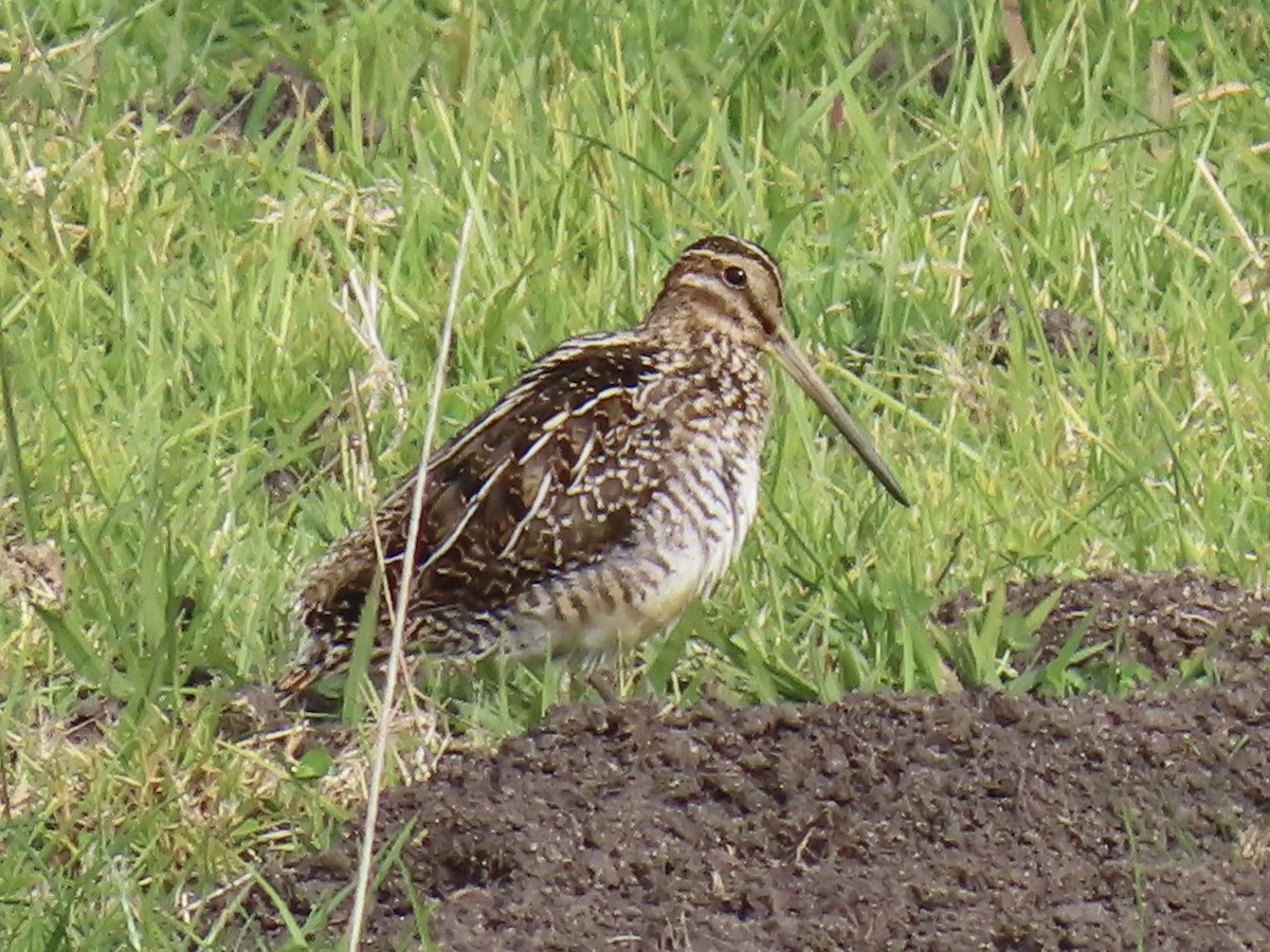 Wilson's Snipe - ML612233431