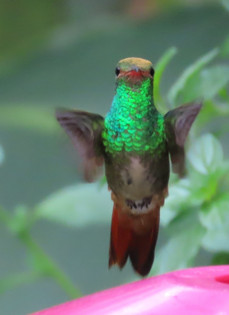 Rufous-tailed Hummingbird (Rufous-tailed) - ML612233589