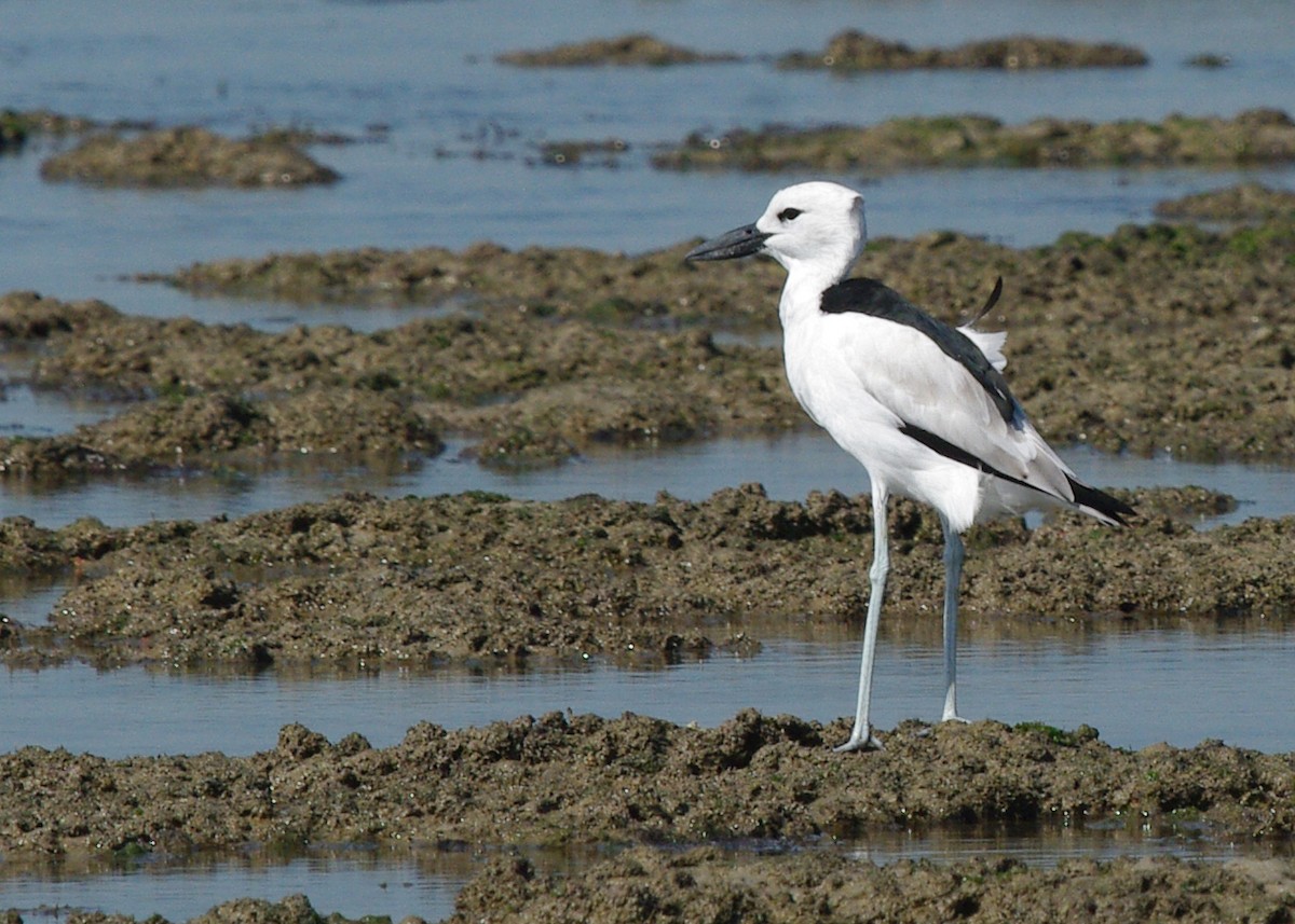 Crab-Plover - ML612233615