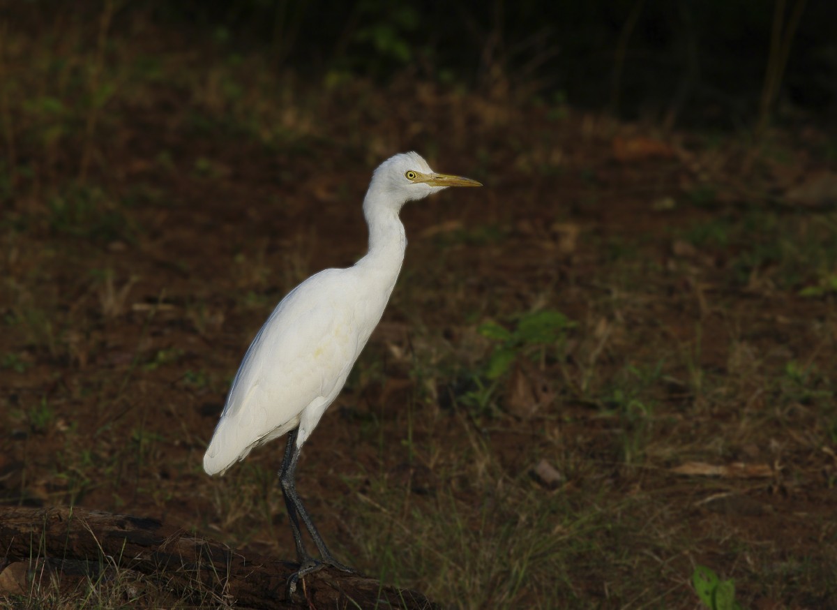 Eastern Cattle Egret - ML612233633