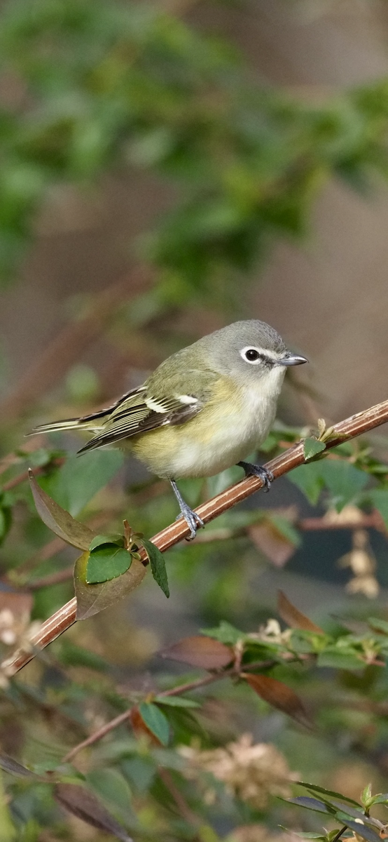 passerine sp. - ML612233665