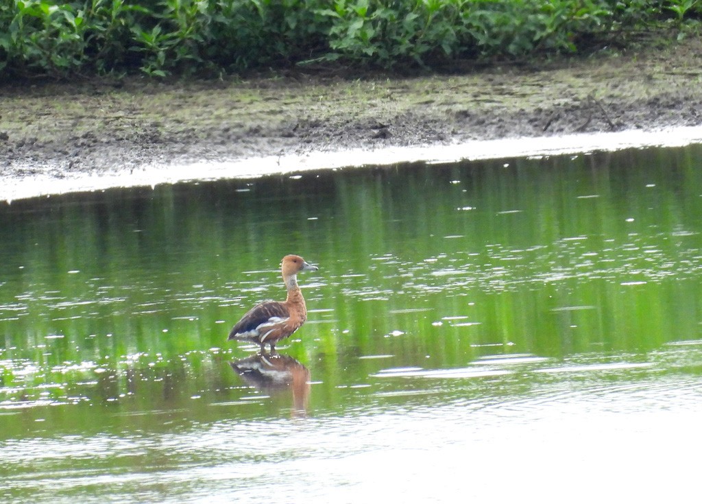 Fulvous Whistling-Duck - ML612233737