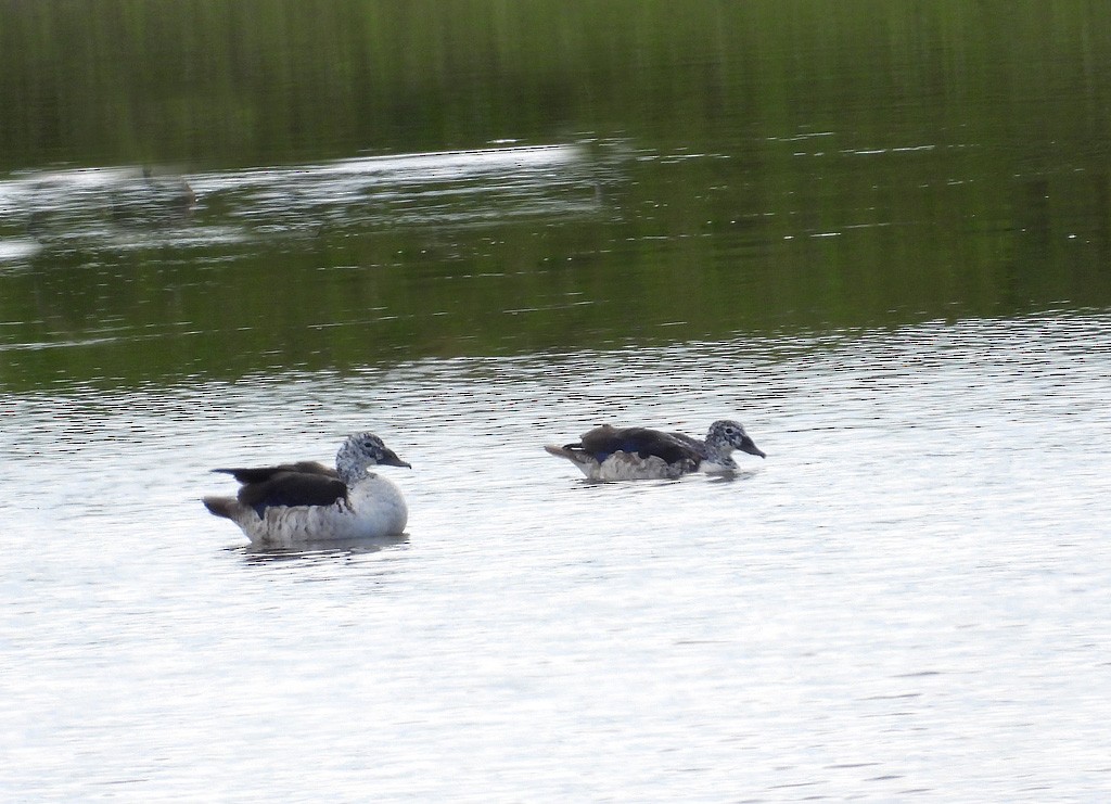 Canard à bosse - ML612233744