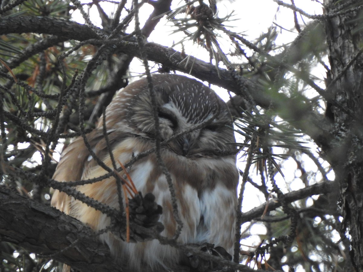 Northern Saw-whet Owl - ML612233763