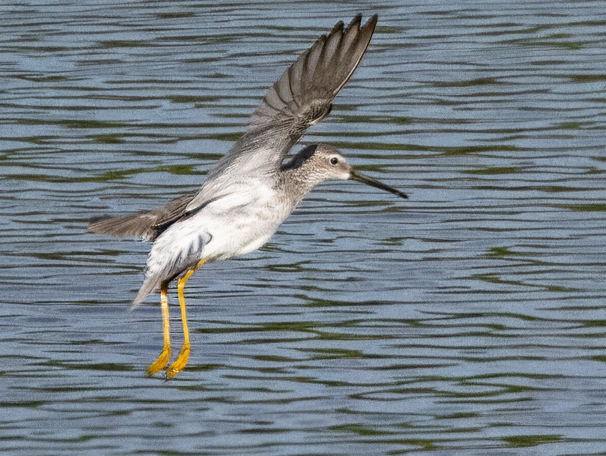 Greater Yellowlegs - ML612233895