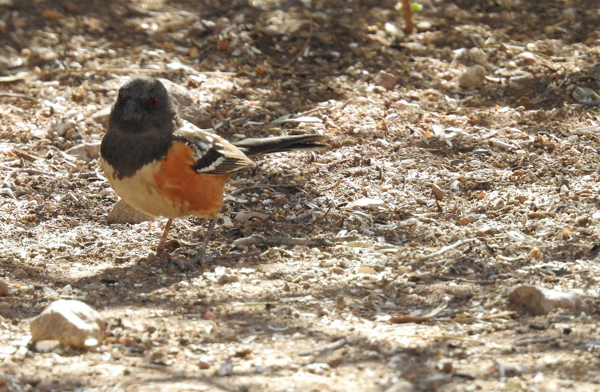 Spotted Towhee - Sue Murphy