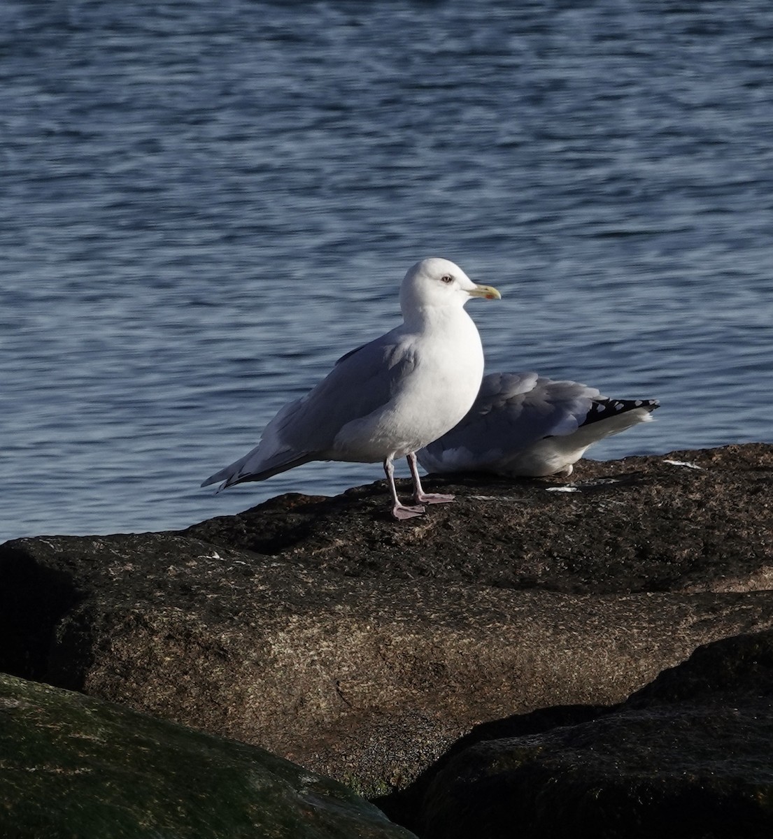 Iceland Gull - ML612233905