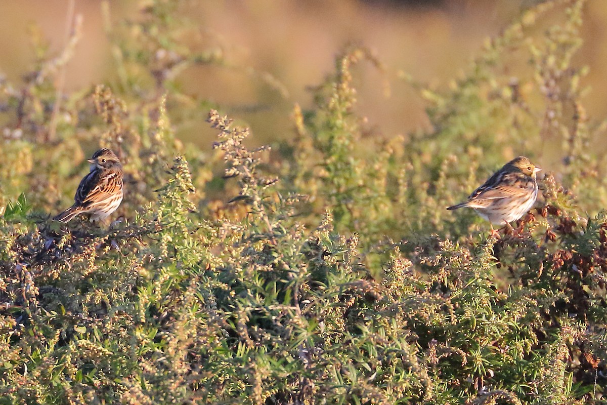 Savannah Sparrow - Patrick OHoro