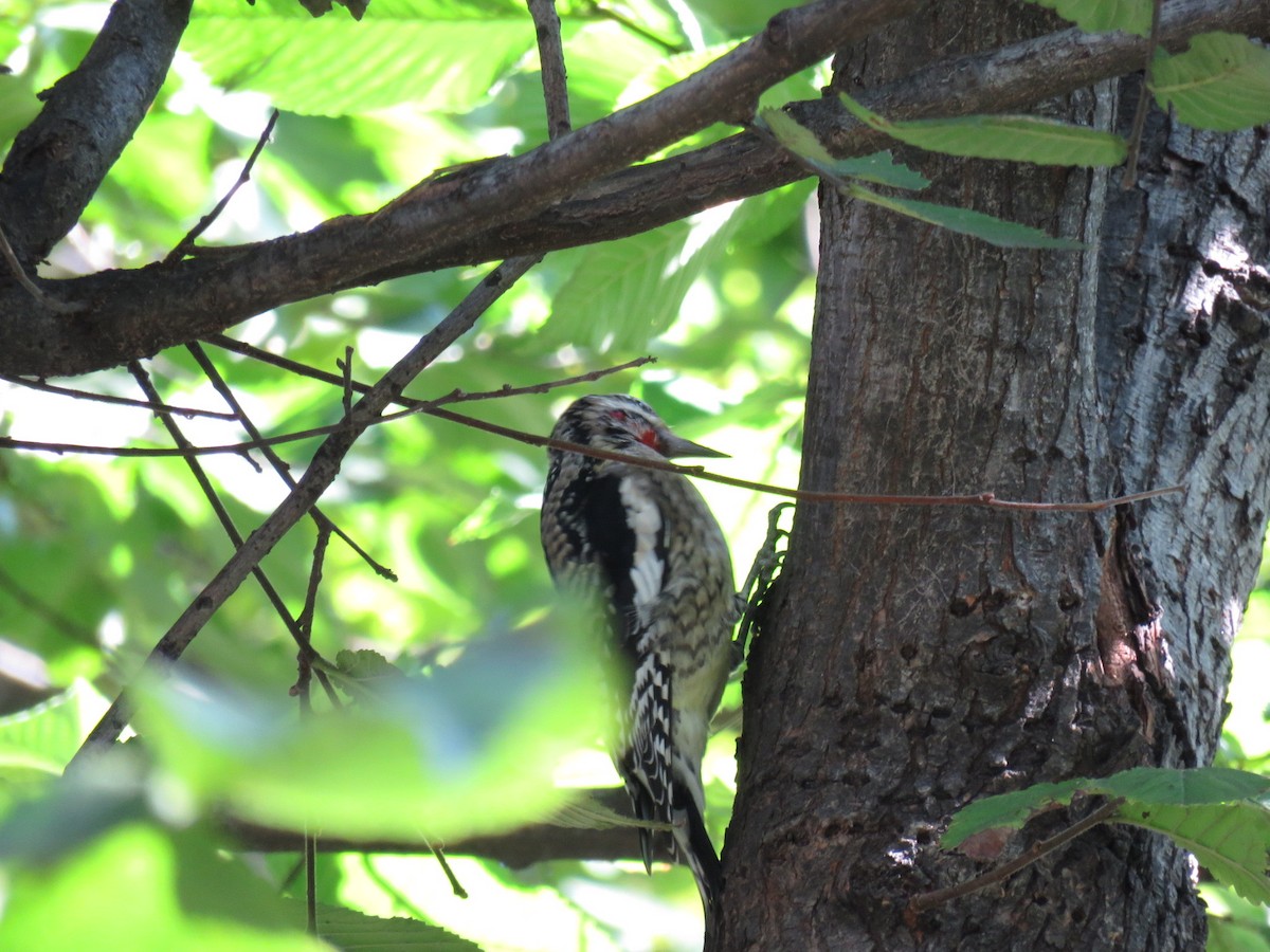 Yellow-bellied Sapsucker - Matthew WILLCOX