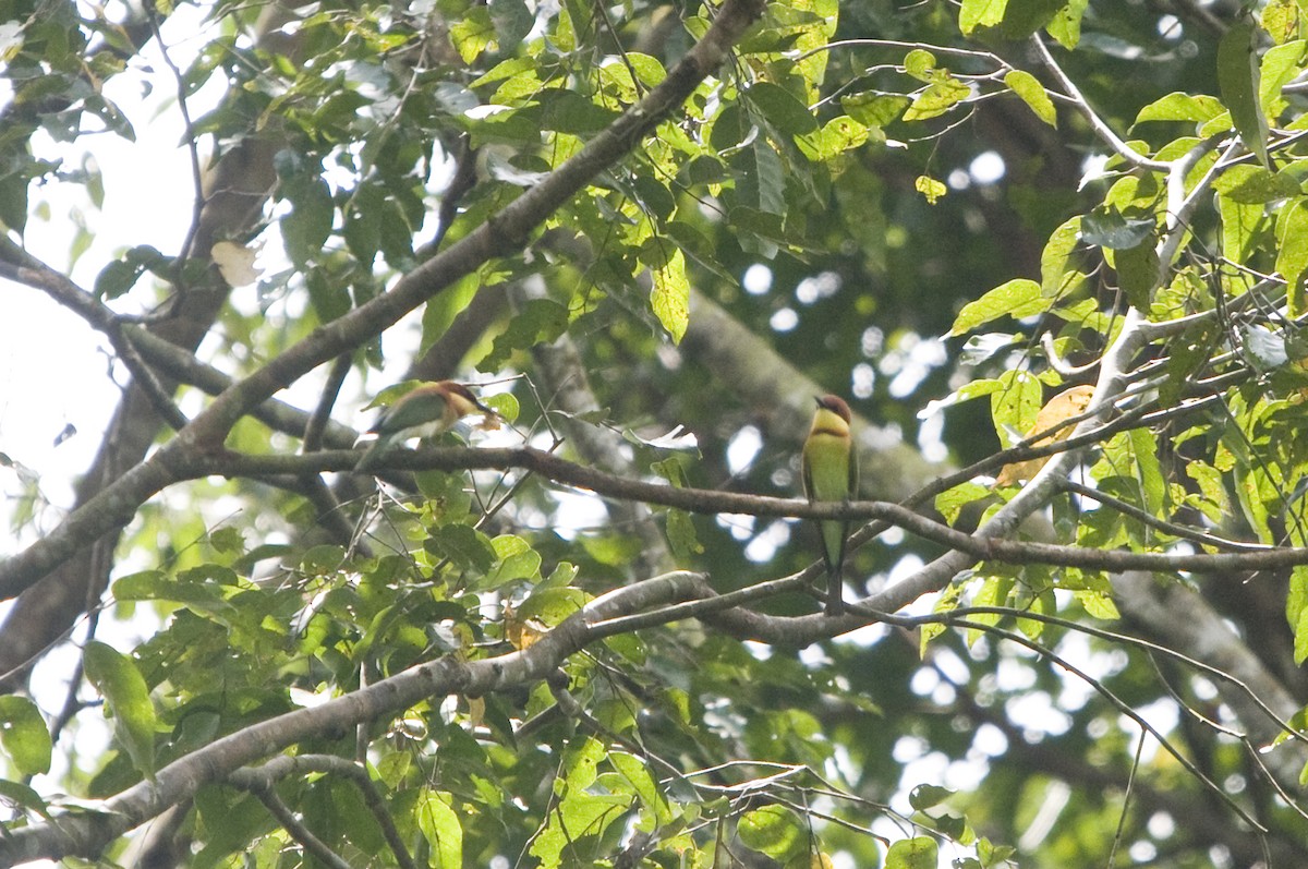 Chestnut-headed Bee-eater - Guillermo López Zamora