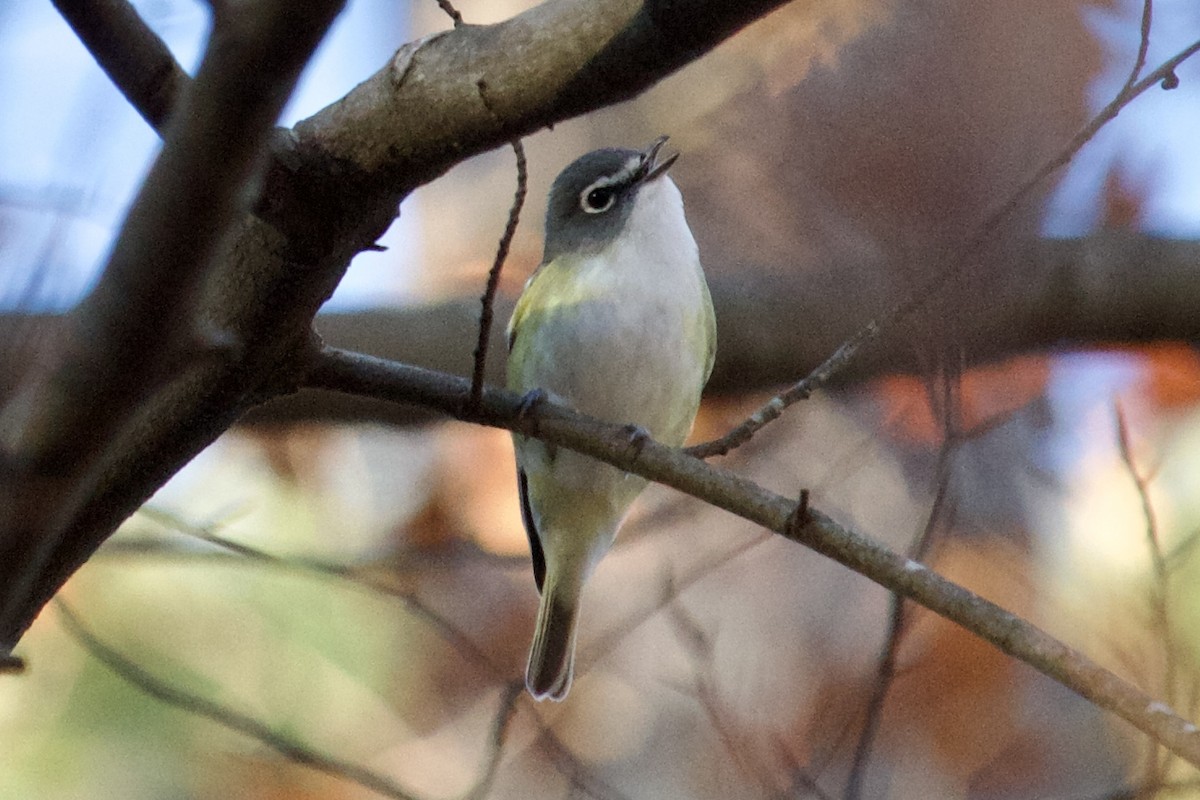 Mavi Başlı Vireo - ML612234060