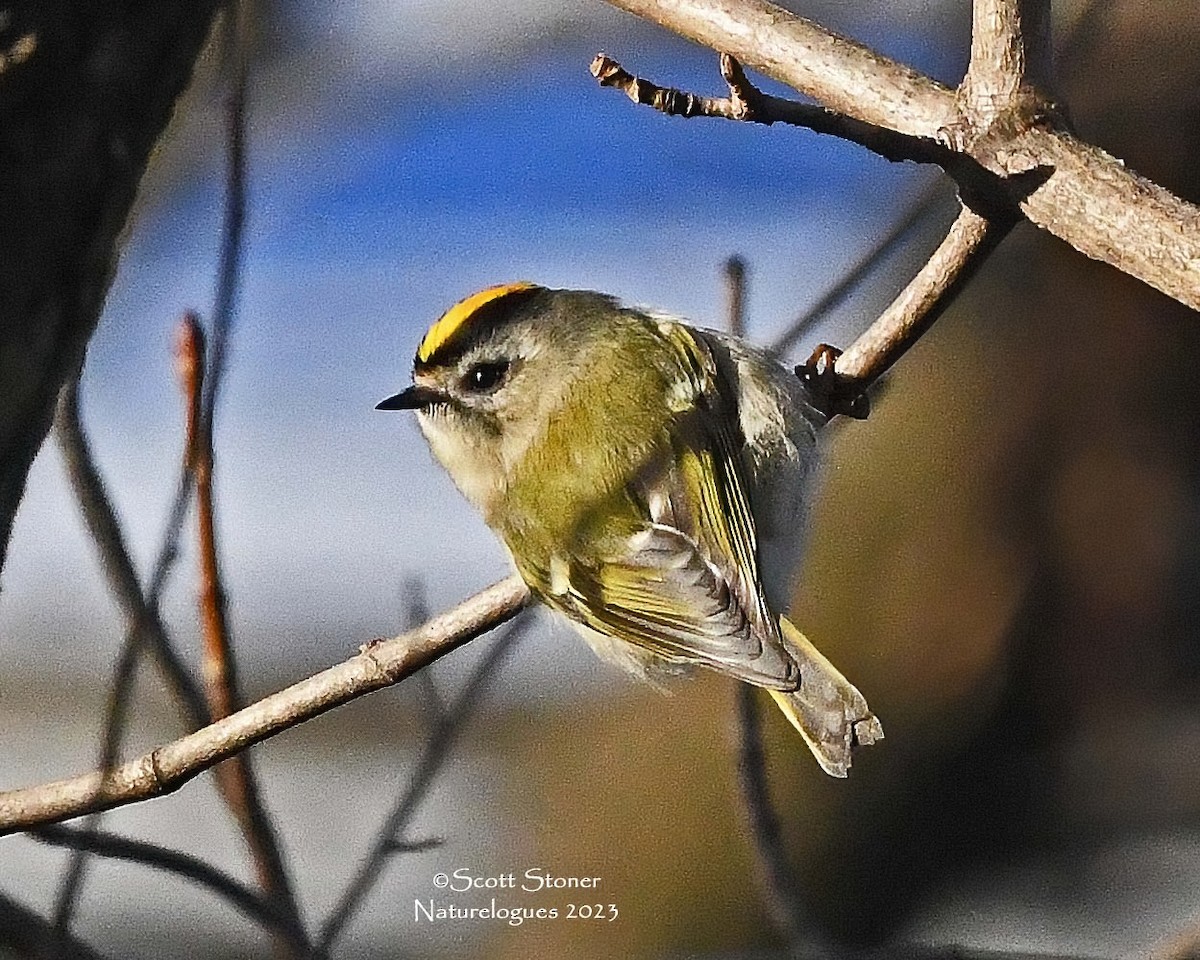 Roitelet à couronne dorée - ML612234084