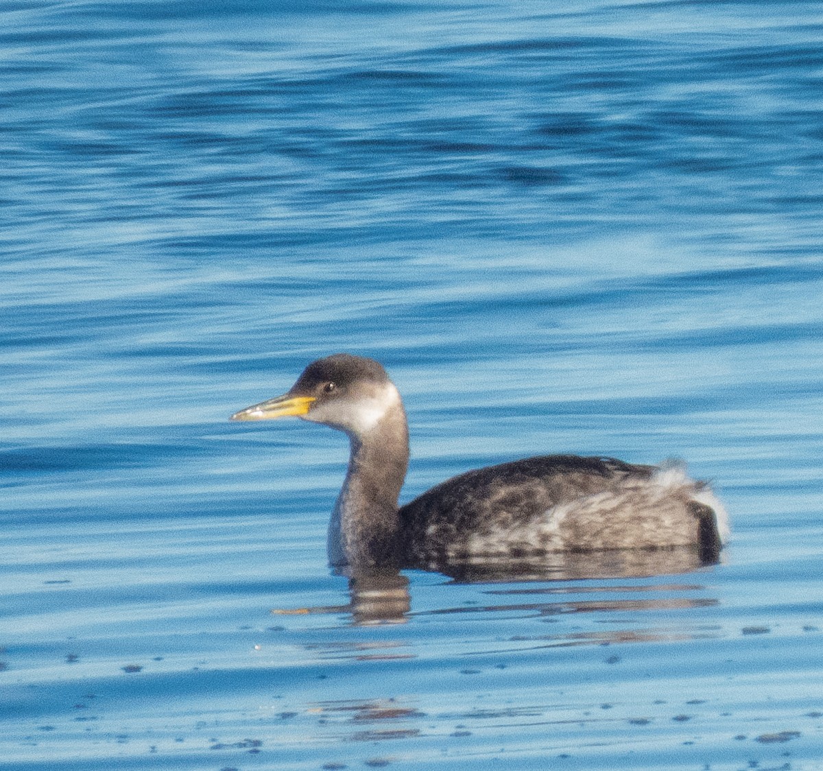 Red-necked Grebe - ML612234096