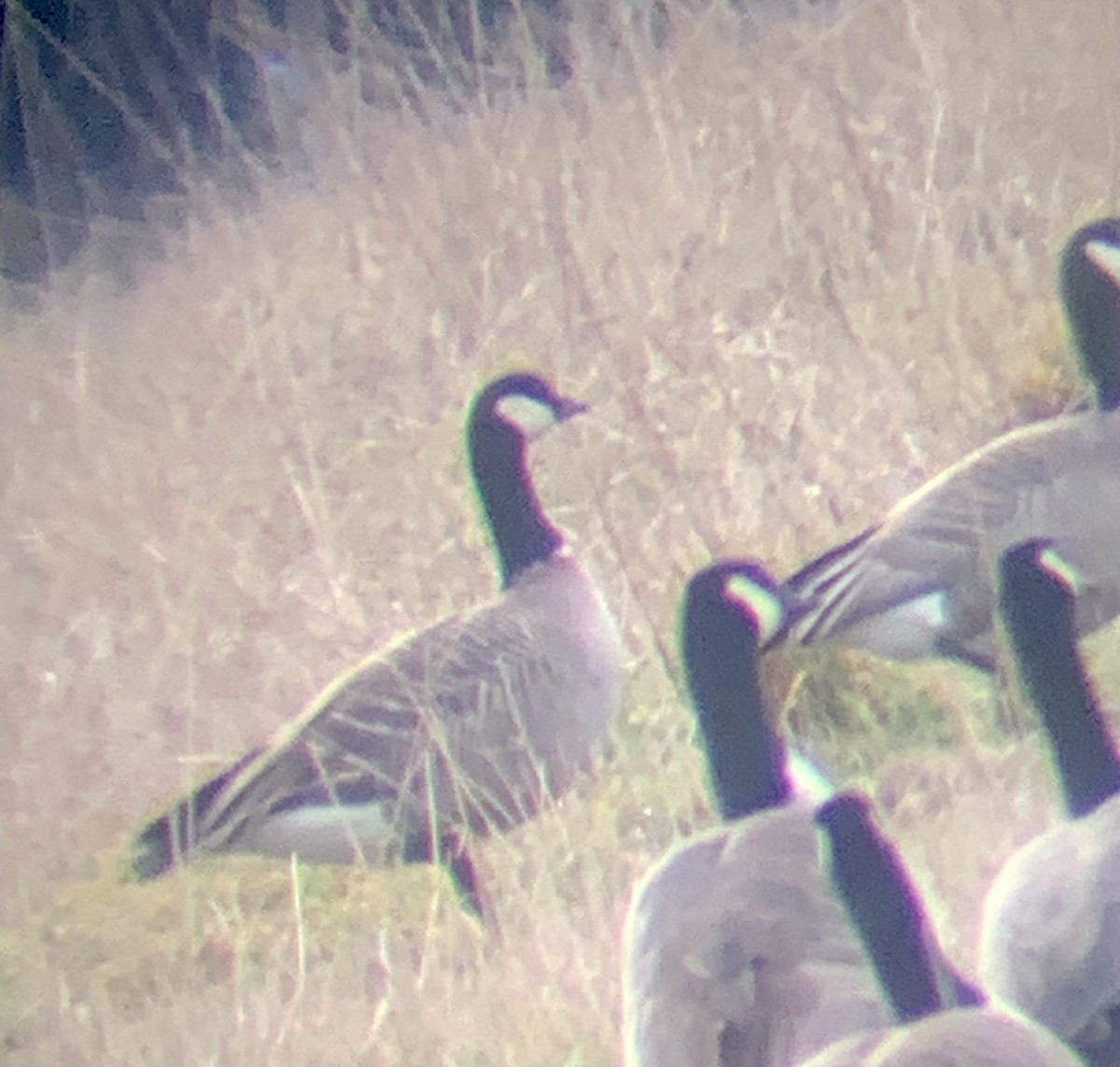 Cackling Goose - Braydon Luikart