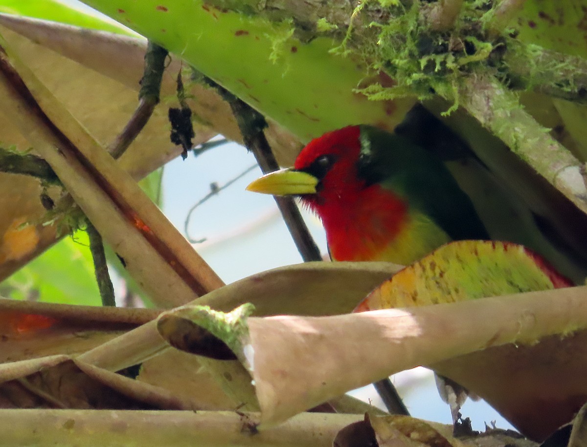 Red-headed Barbet - ML612234144