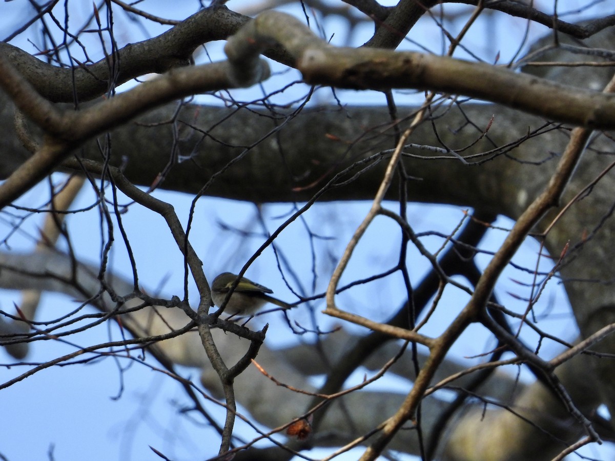 Golden-crowned Kinglet - ML612234148