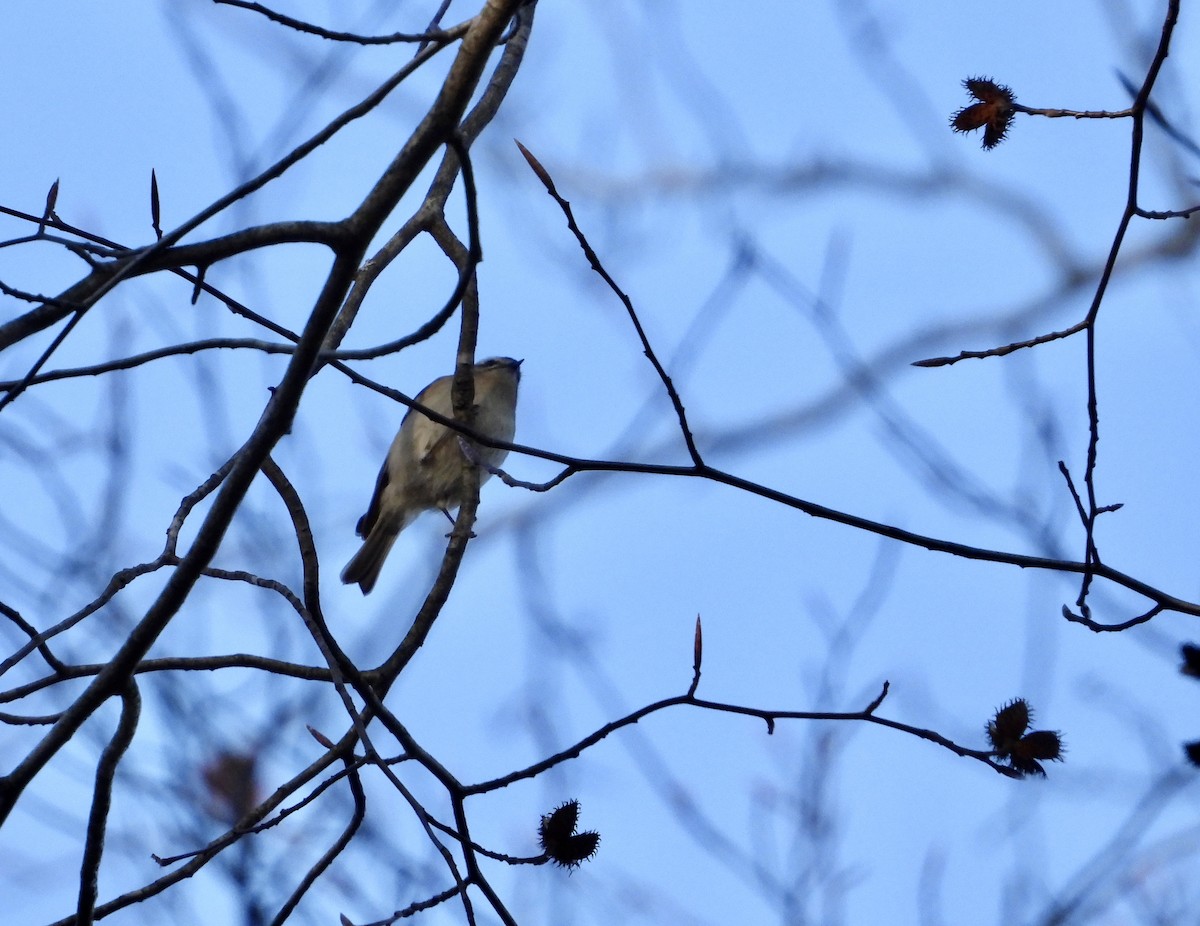 Roitelet à couronne dorée - ML612234164