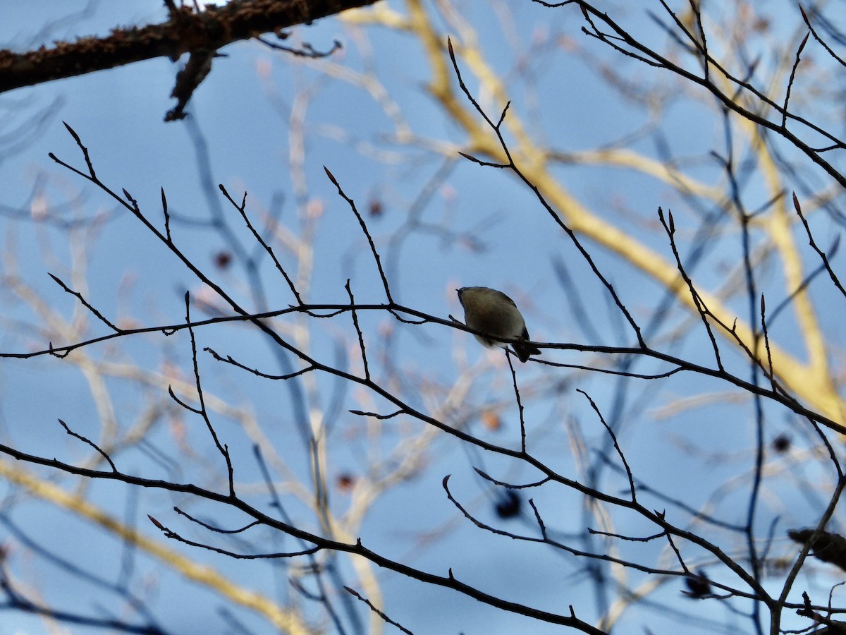 Golden-crowned Kinglet - ML612234165