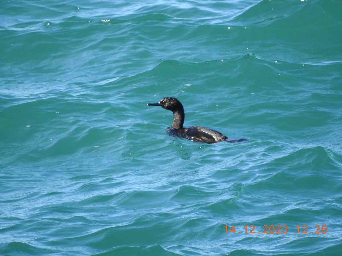 Pelagic Cormorant - Peter Ginsburg