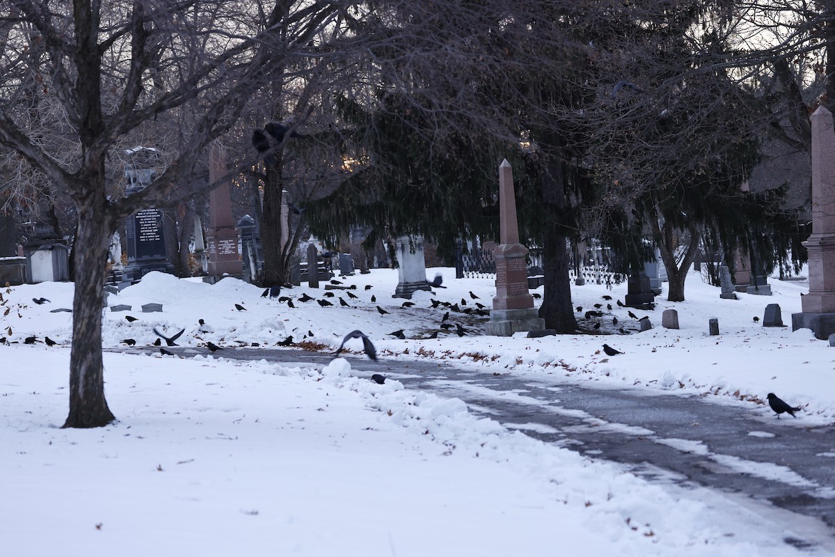 American Crow - ML612234174