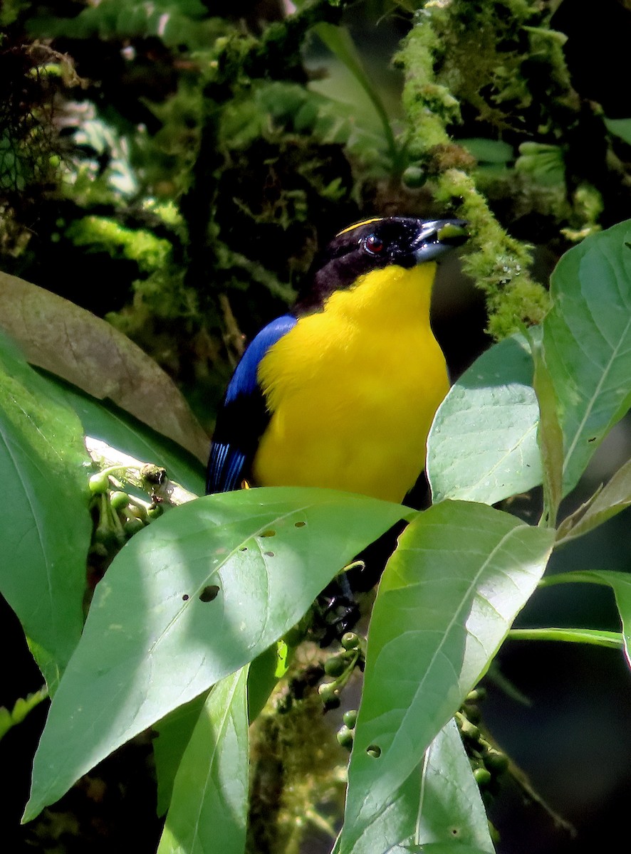 Blue-winged Mountain Tanager (Blue-winged) - ML612234184