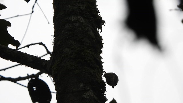 Papuan Treecreeper - ML612234190