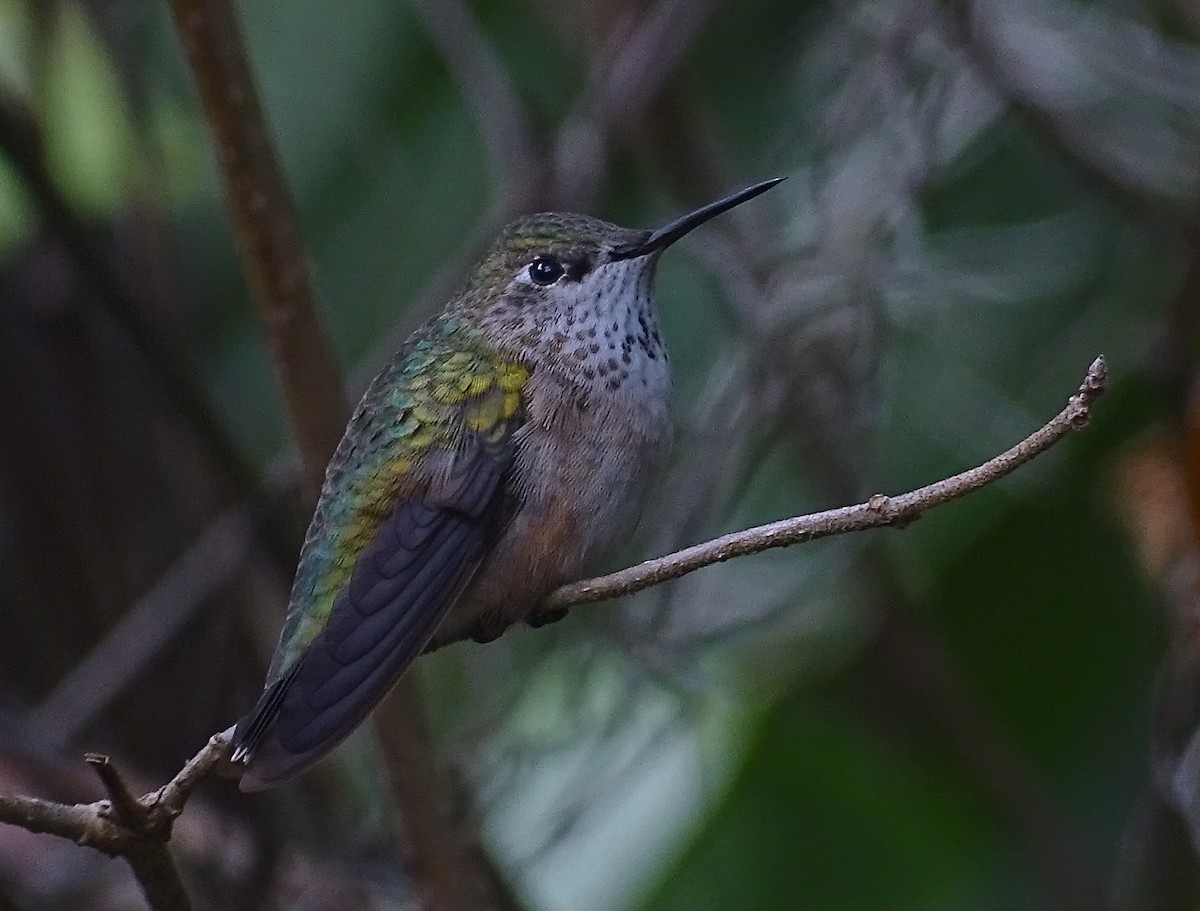 Calliope Hummingbird - Dalcio Dacol