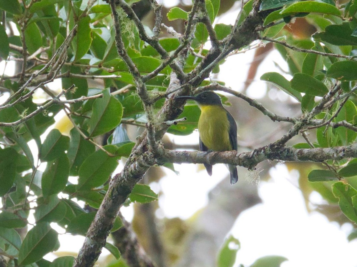 Slaty-chinned Longbill - ML612234254