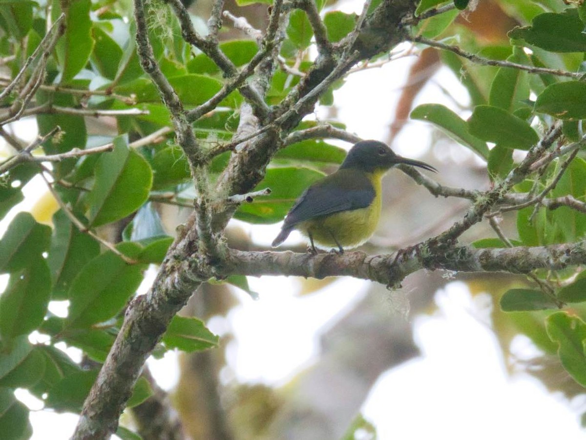 Slaty-chinned Longbill - ML612234255