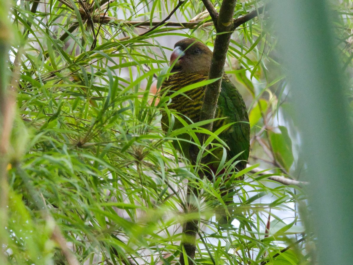 Brehm's Tiger-Parrot - ML612234300