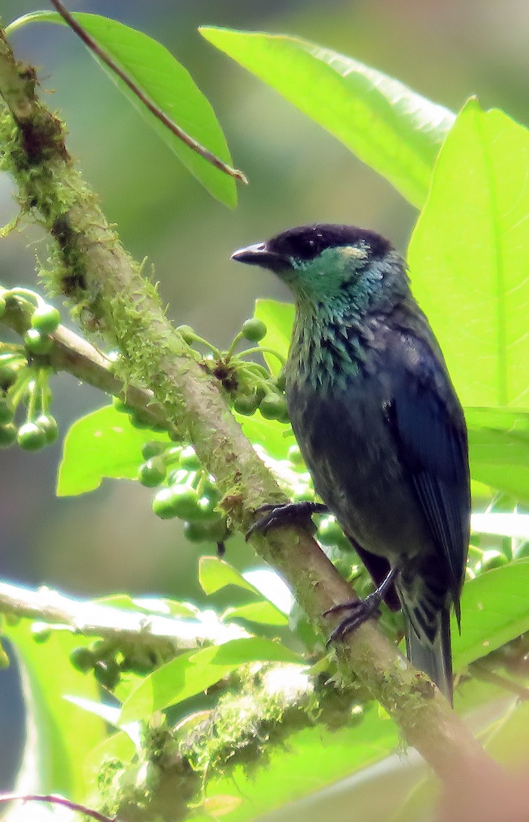 Black-capped Tanager - ML612234328