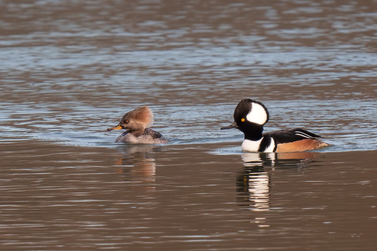 Hooded Merganser - ML612234412