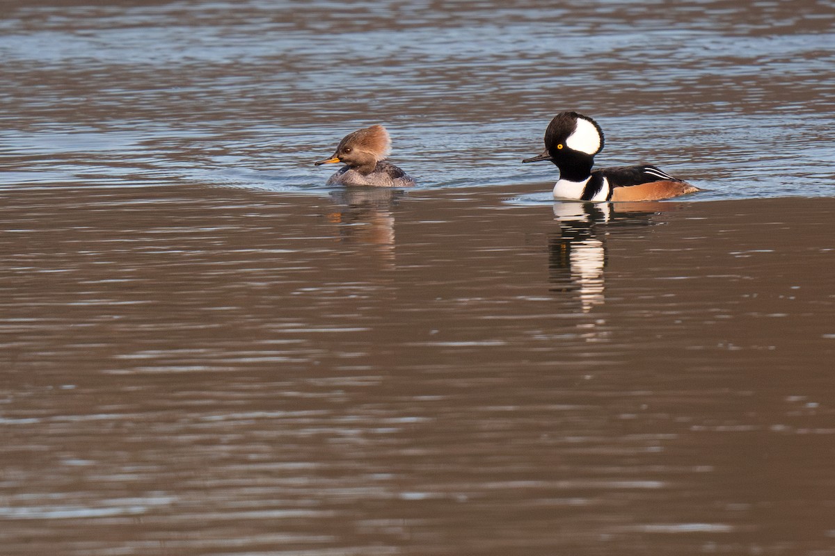 Hooded Merganser - ML612234413