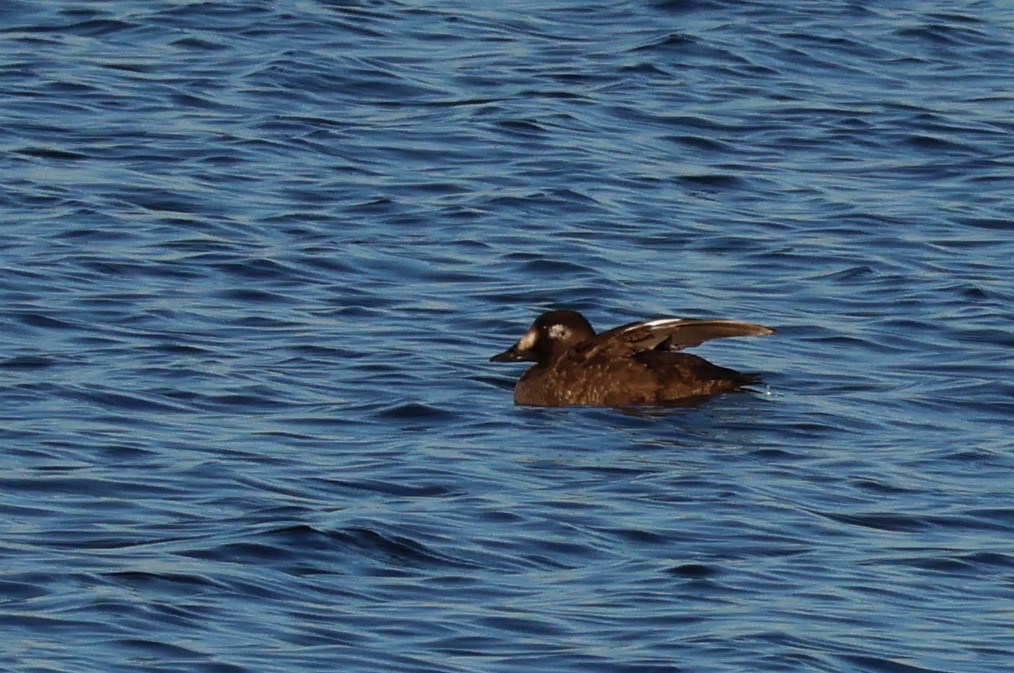 White-winged Scoter - ML612234432