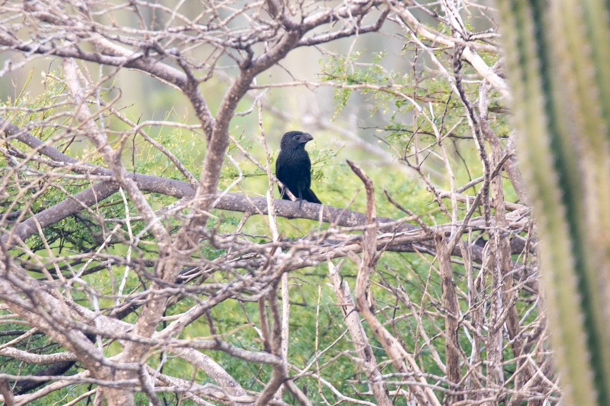 Groove-billed Ani - ML612234465