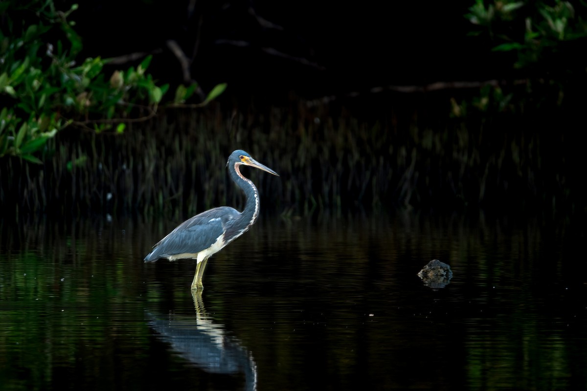 Tricolored Heron - Sujan Abu Jafar