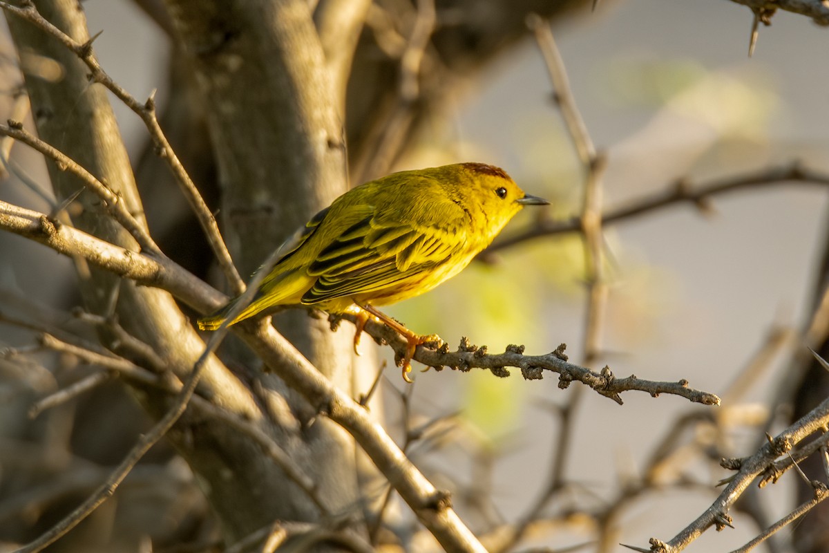 Yellow Warbler - ML612234493