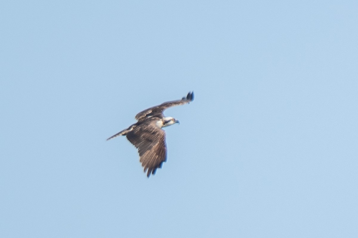 Águila Pescadora - ML612234549