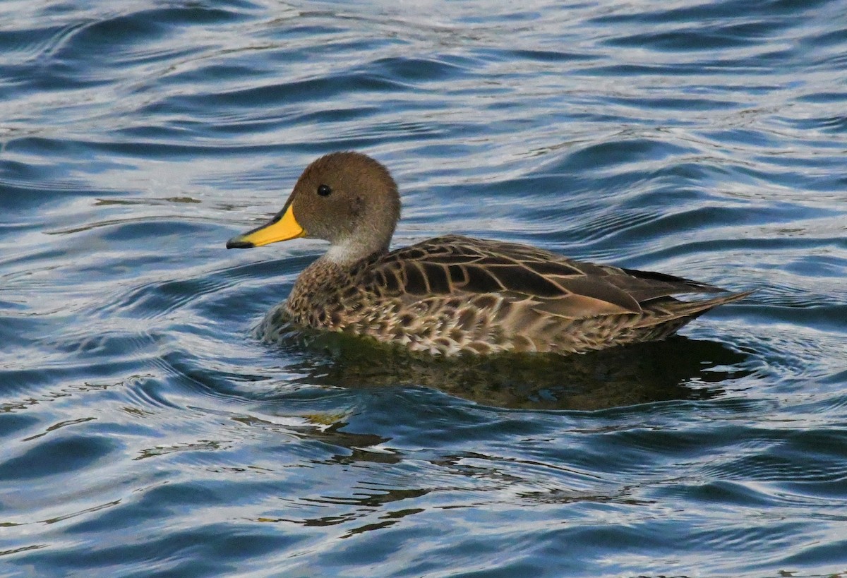 Yellow-billed Teal - ML612234564