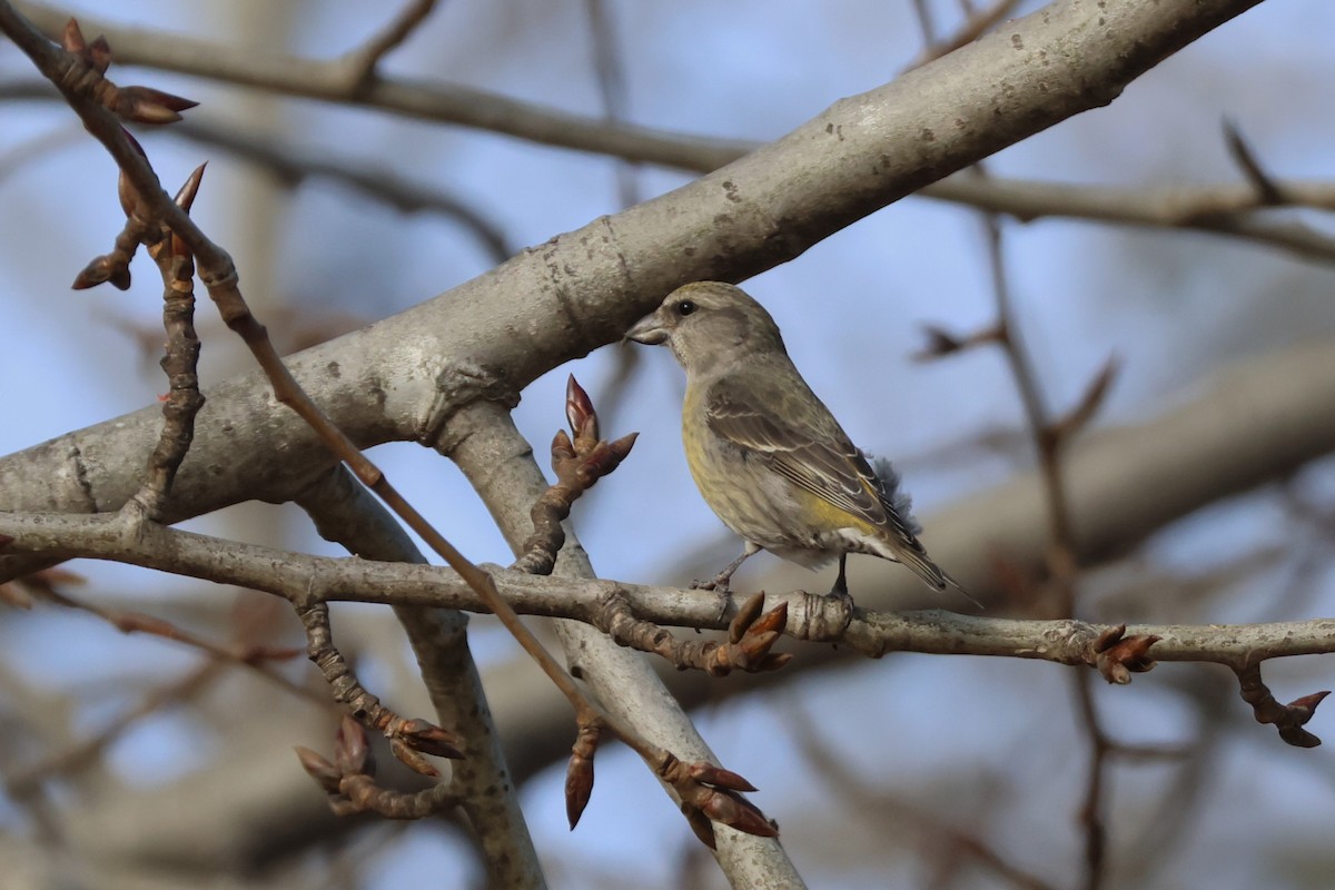Red Crossbill - ML612234647