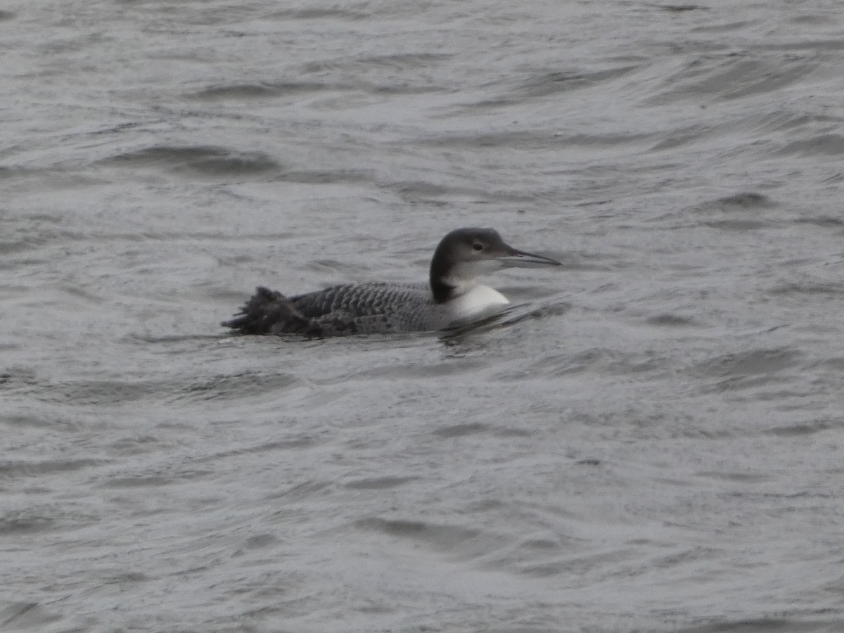 Common Loon - ML612234650