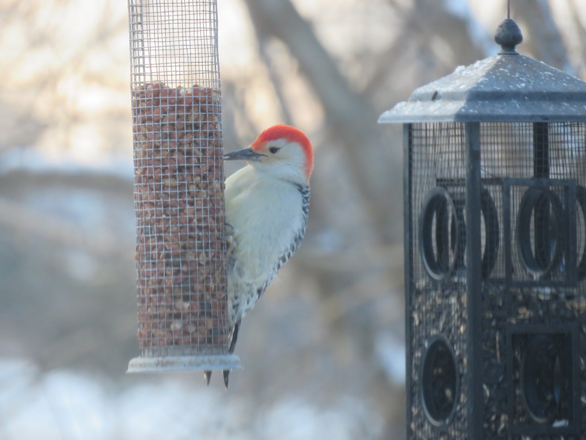 Red-bellied Woodpecker - ML612234675