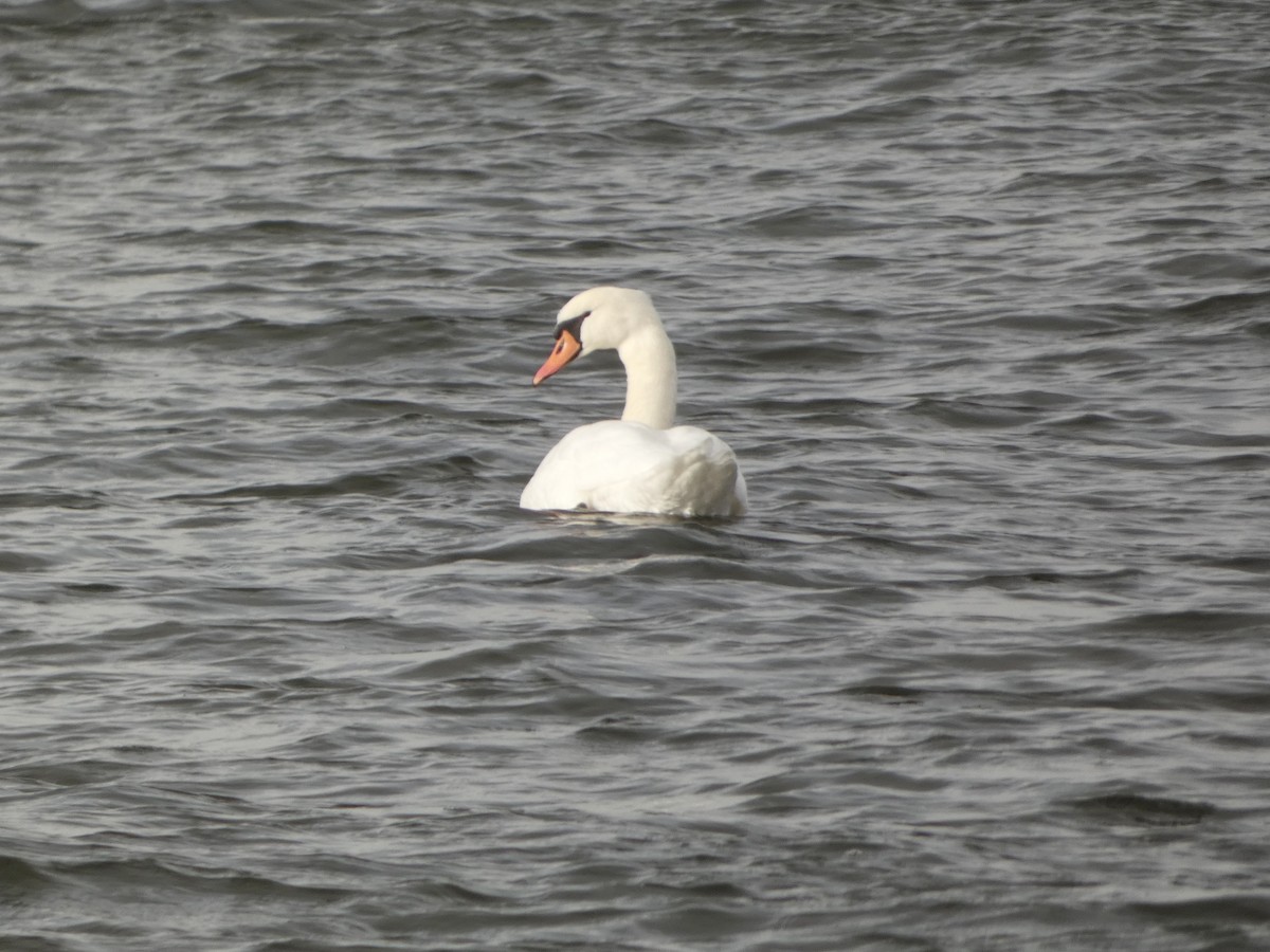 Mute Swan - Jeff DeRuyter