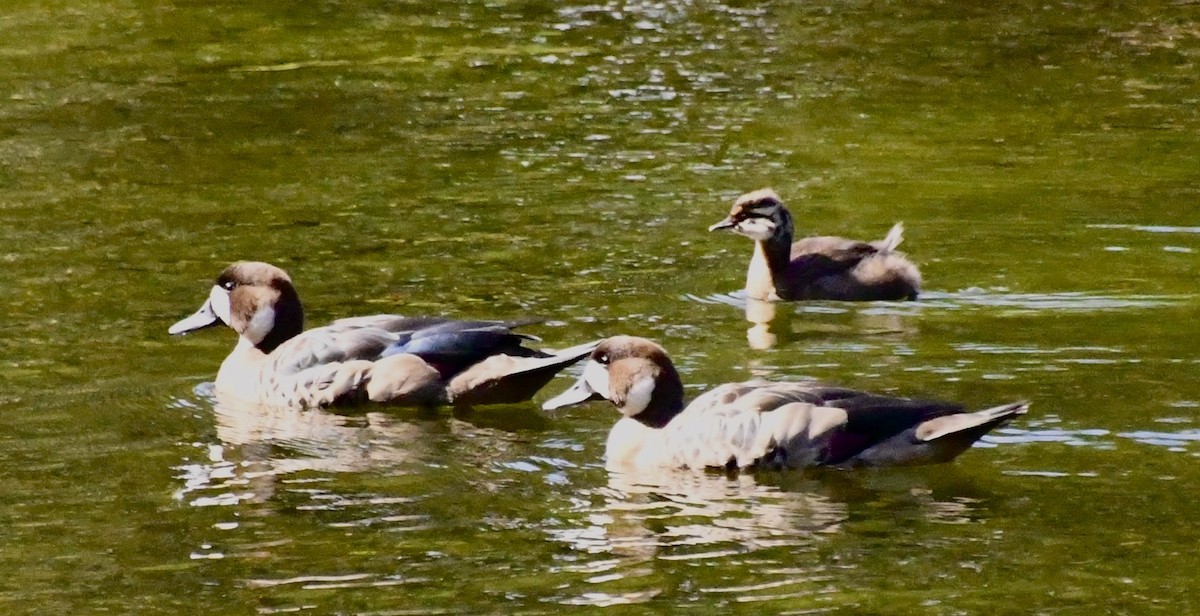 White-tufted Grebe - ML612234705