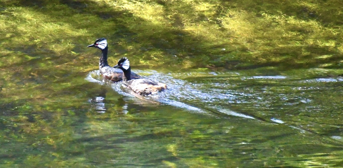 White-tufted Grebe - ML612234706