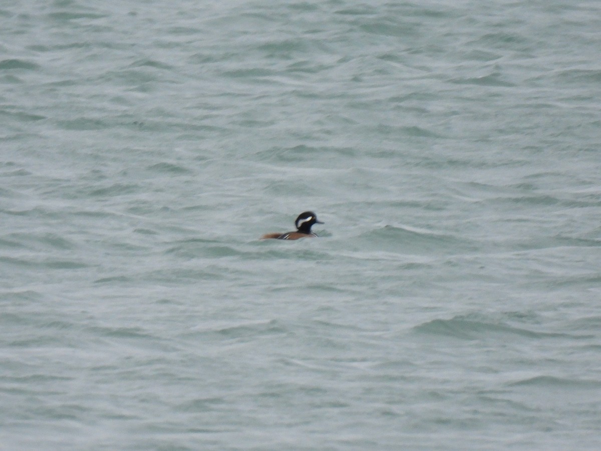 Hooded Merganser - ML612234821