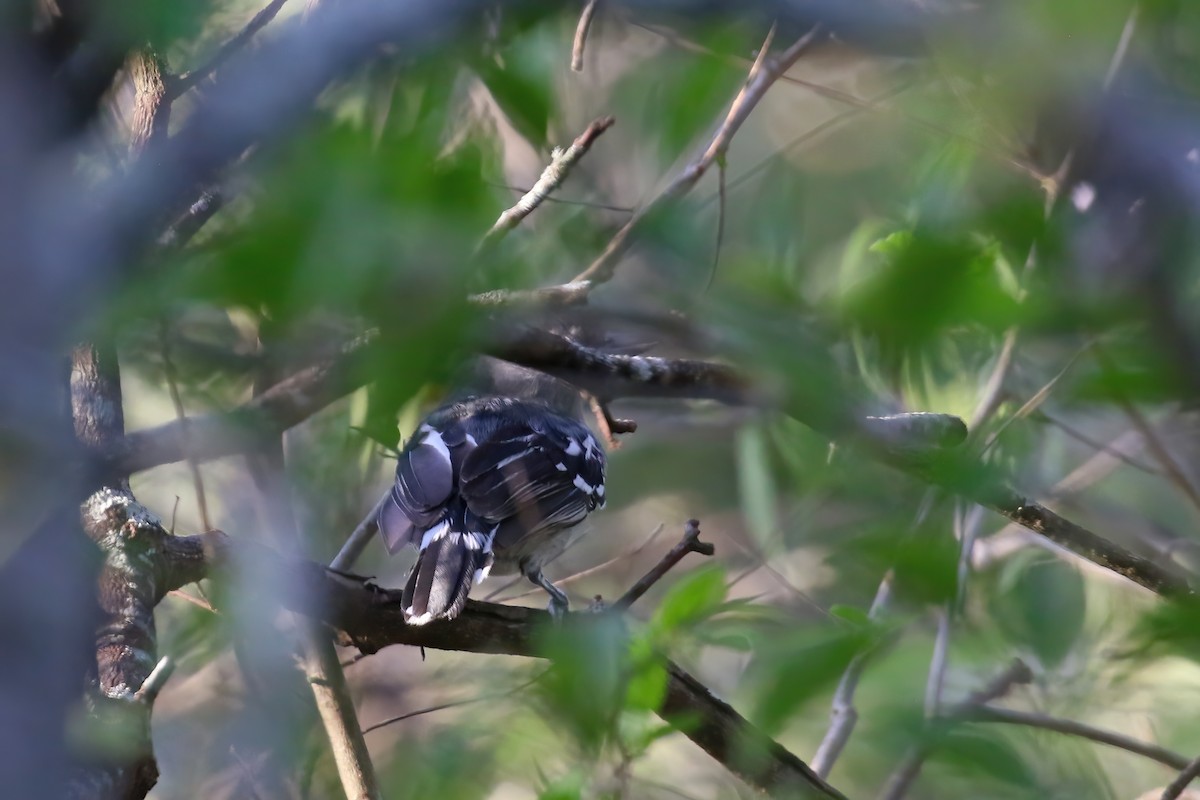 Batará Pizarroso Punteado (leucogaster/huallagae) - ML612234856