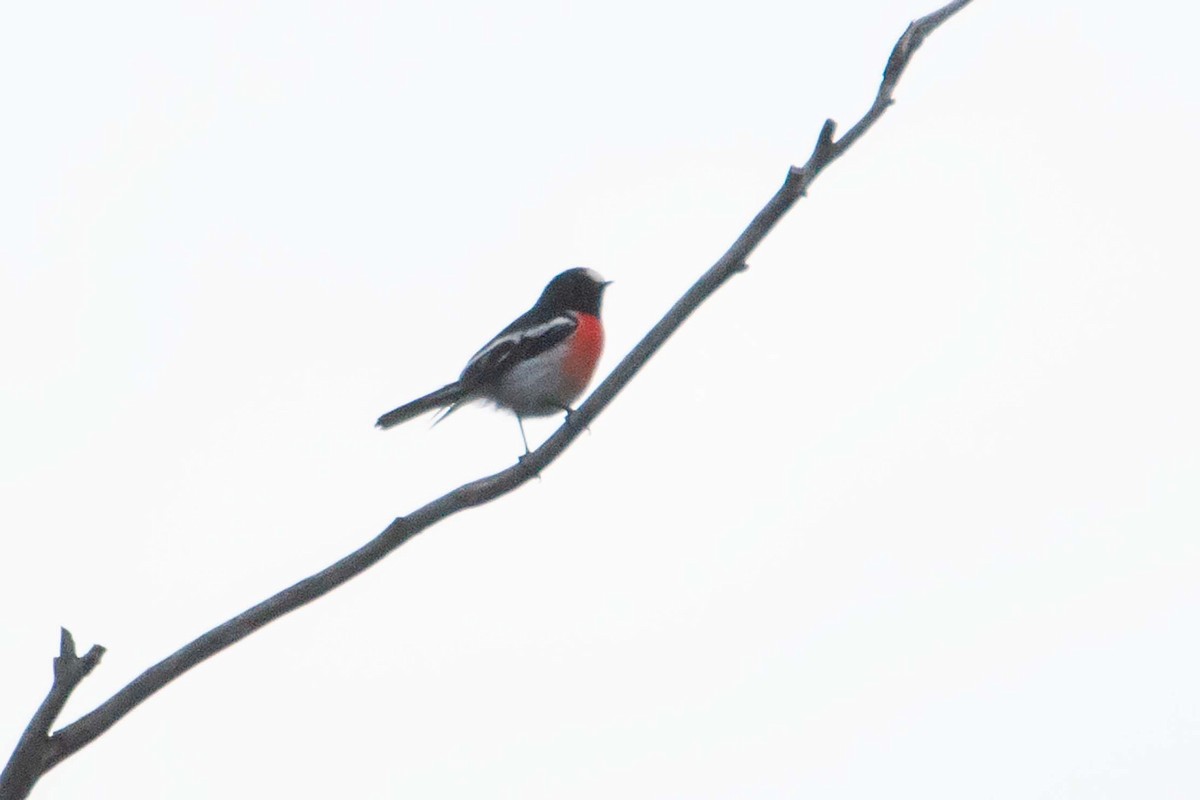 Scarlet Robin - ML612234902