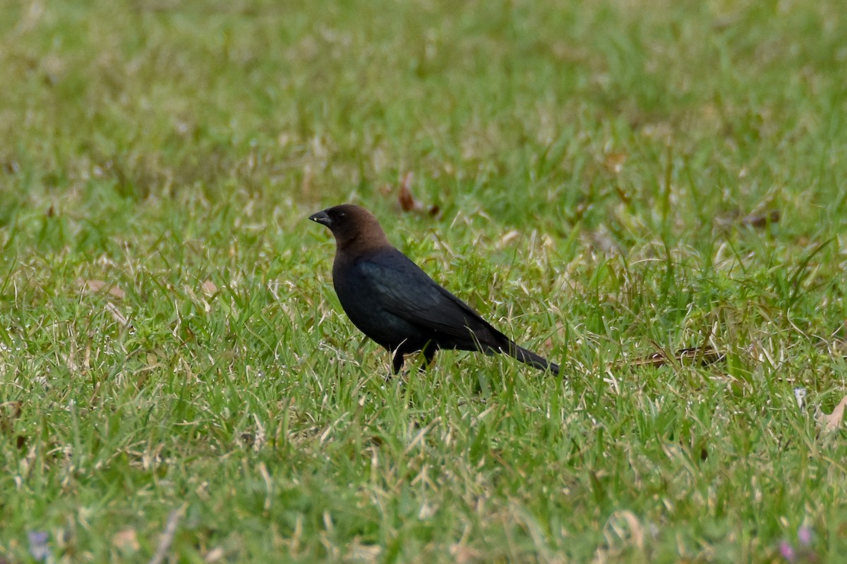 Brown-headed Cowbird - ML612234962