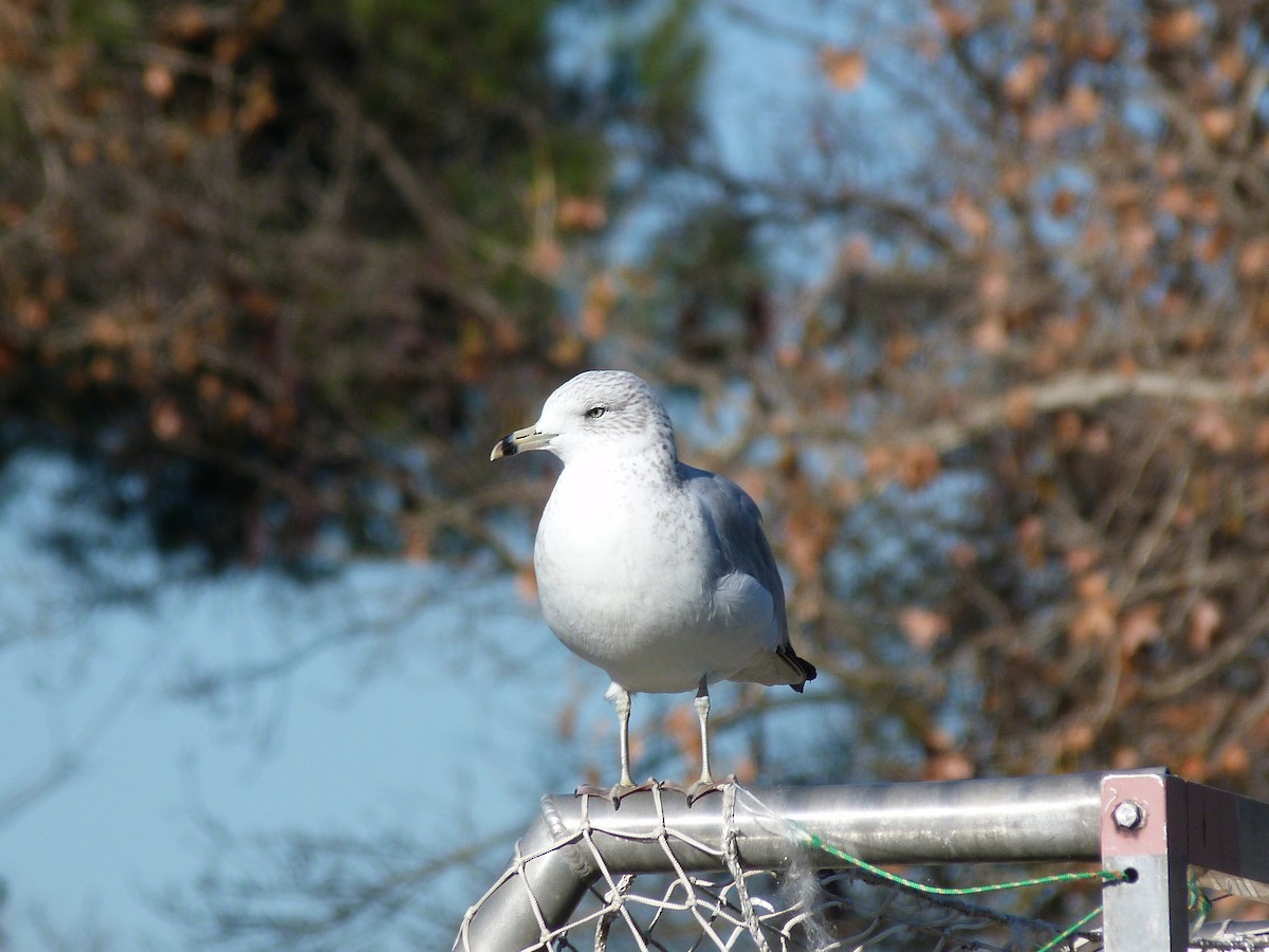 Ring-billed Gull - ML612234990